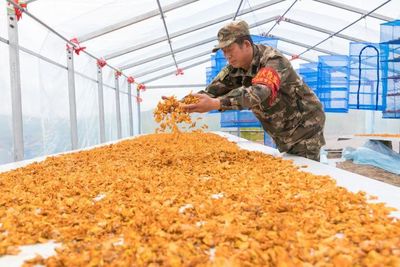 大興安嶺加格達(dá)奇林業(yè)局拓寬林區(qū)職工增收路，林業(yè)產(chǎn)品銷售助力綠色轉(zhuǎn)型